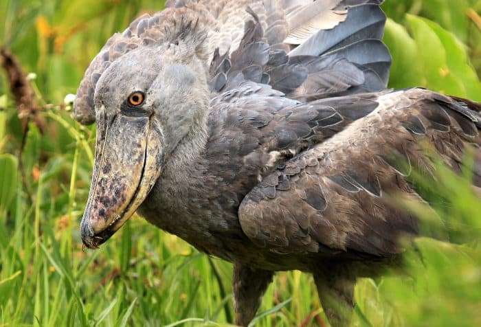 shoebill stork sound