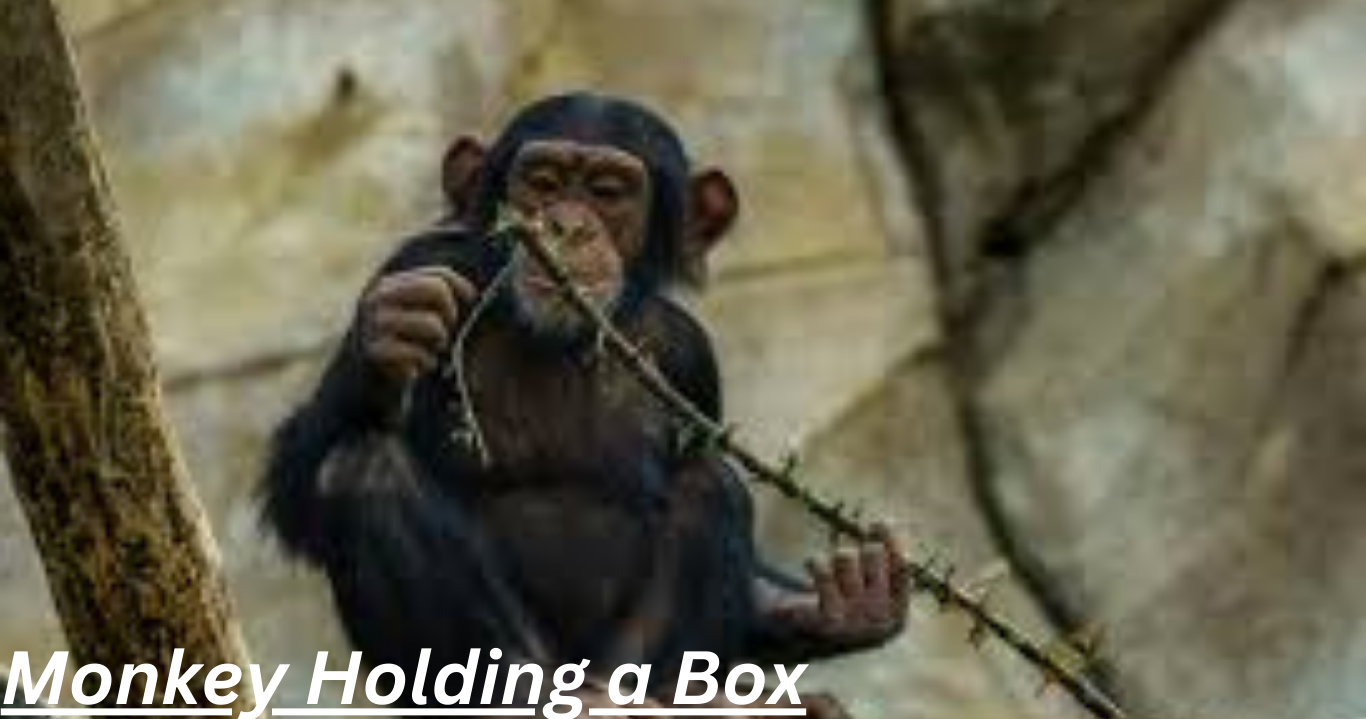 Monkey Holding a Box